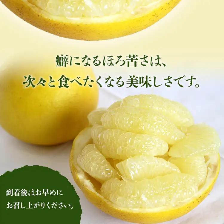 土佐文旦 10kg 文旦 ms-0092