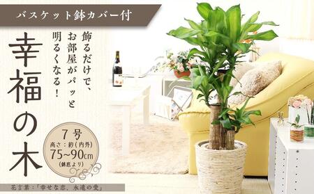 幸福の木 7号 ホワイトバスケット鉢カバー 高さ：約75cm～90cm内外(鉢底より)【観葉植物 植物 鉢付 インテリア 部屋 室内 オフィス 癒し エコ グリーン マイナスイオン リラックス オシャレ おしゃれ ギフト プレゼント 贈り物 人気 おすすめ  福岡県 筑前町 ふるさと納税】