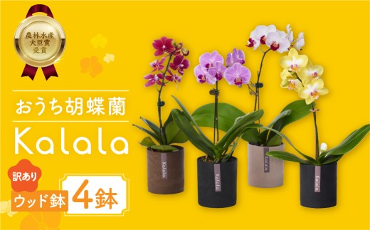 胡蝶蘭 産直 『カララ』 4鉢 ウッド鉢 ミディ 花 鉢花 訳あり おまかせ 鉢植え 豊橋市 胡蝶蘭 胡蝶蘭 胡蝶蘭 胡蝶蘭 胡蝶蘭 胡蝶蘭 胡蝶蘭 胡蝶蘭 胡蝶蘭 鉢花 胡蝶蘭 鉢花 胡蝶蘭 カララ 胡蝶蘭 カララ 胡蝶蘭 豊橋 胡蝶蘭 豊橋 胡蝶蘭 鉢花 胡蝶蘭 カララ 胡蝶蘭 豊橋 胡蝶蘭 鉢花 胡蝶蘭 カララ 胡蝶蘭 豊橋 胡蝶蘭 鉢花 胡蝶蘭 カララ 胡蝶蘭 豊橋 胡蝶蘭 鉢花