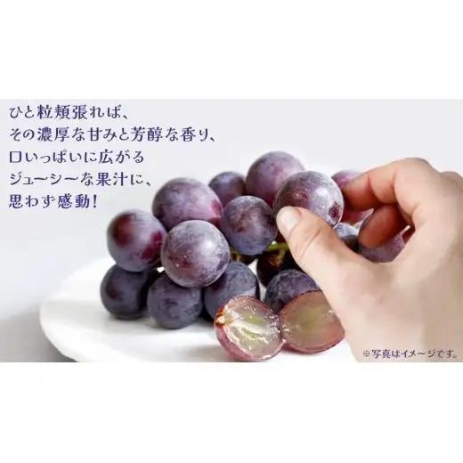 巨峰 １房【2026年7月上旬発送開始】 (茨城県共通返礼品：大子町)
