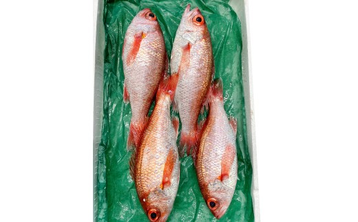 小サイズ！極上のどぐろ（水揚げ次第発送）【のどぐろ あかむつ ノドグロ 4尾 魚 さかな 旬 国産 高級魚 地魚 水揚げ直後 新鮮 冷蔵 ノンフローズン お取り寄せ 季節限定 大田市】