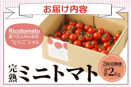 【2回定期便】完熟ミニトマト Ricotomato 1kg 合計2kg 月1回 年2回発送 野菜 とまと トマト 佐賀産 佐賀県 鹿島市 送料無料 春 夏 旬 D-93
