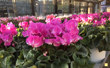 【期間限定】坂東清風高校の生徒が丹精込めて育てたシクラメン6号鉢 ／ お花 鉢植え 茨城県 No.184