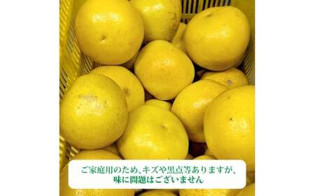 【先行予約】土佐文旦 家庭用 約3kg（L～3Lサイズ混合：5～8玉入り） 文旦 ぶんたん ブンタン 柑橘 フルーツ デザート 果物 ご当地 人気 名産＜2027年1月中旬～順次発送＞【玉木農園】 [
