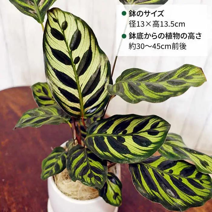葉模様が独特で美しい『 カラテア ・ マコヤナ 』  糸島市  / cocoha [AWB023] 観葉植物 グリーン