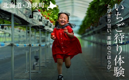 
                  いちご狩り体験チケット 60分食べ放題 大人1名分 丸北いちご農園｜いちご イチゴ 苺 イチゴ狩り 食べ放題 食べ比べ お出かけ レジャー 体験 美瑛町 美瑛 北海道  [011-63]
                