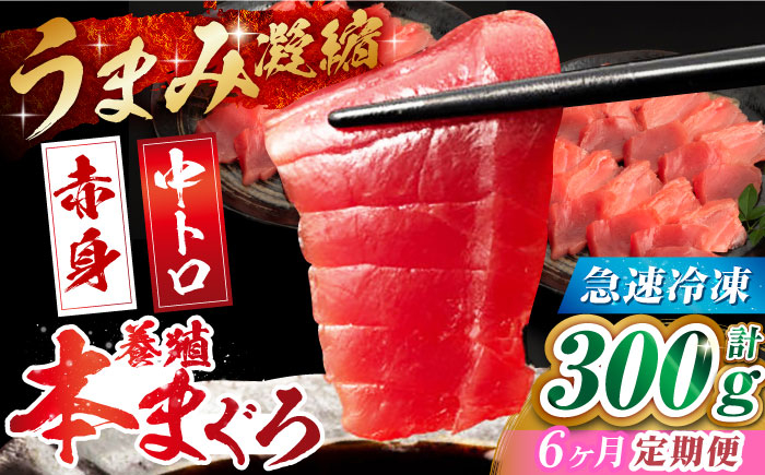 
                  【全6回定期便】長崎県産 養殖本まぐろ(赤身・中トロ) 計300g以上  長崎県/まるせん鮪本舗 [42ABAT005] 本マグロ トロ 赤身 刺身 柵 まぐろ 鮪 養殖 中トロ 中とろ 海鮮丼 魚 海鮮 海産物
                