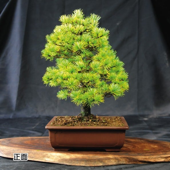 
                  赤石の泉 赤石五葉松（鉢植え） D-10
                