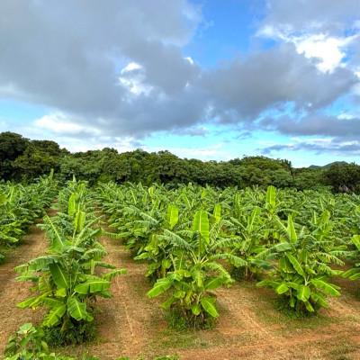 ふるさと納税 本部町 【2026年収穫・農園直送】あなたの木から届く!本部町産アップルバナナ オーナー制度 |  | 03