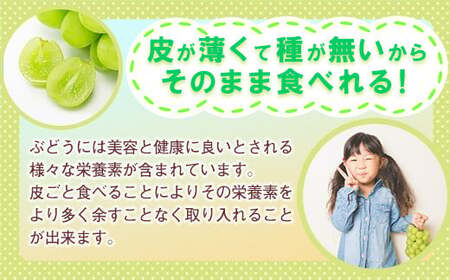 【2025年先行予約】岡山県産 シャインマスカット 約2kg（3房～5房） 家庭用 訳あり /9月下旬～10月上旬 受付順に発送予定