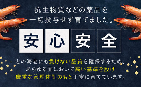近江海老 800g(Mサイズ)[AQBA014]えびえびえびえびえびえび