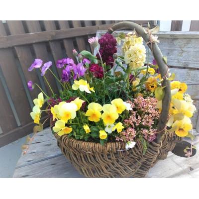 ふるさと納税 上郡町 お花一杯バスケット寄せ植えLサイズ(35cm程度)季節の寄せ植え |  | 03