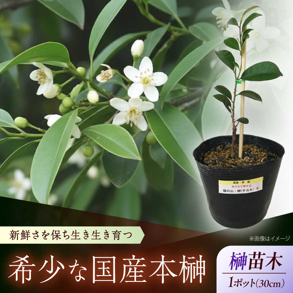 【ふるさと納税】植物 福の山・榊（サカキ） 苗木（1ポット）：30cm おすすめ 人気 庭木 生垣 目隠し ガーデニング 家庭菜園 常緑樹 国産 縁起物 贈り物 ギフト プレゼント 本榊 さかき 苗木 地植え 神棚 プランター 20000円 2万円 植物 広島県福山市/小林商事[BAEA008]