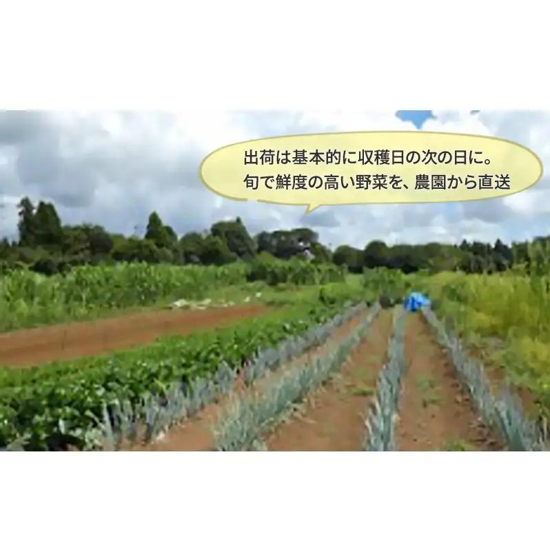 1名様向け／野菜5種セット 野菜セット 野菜詰合せ 産地直送 旬の野菜 農園直送 食べ物 食品 グルメ 食卓 ベジタブル 国産 日本産 国産野菜 