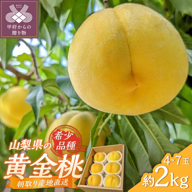 【ふるさと納税】 黄金桃 ピーチ 山梨県産 甲府市産 2kg 4〜7個 もぎたて 朝取り 希少品種 冷蔵 2025年7月中旬〜8月下旬順次発送 期間限定 数量限定 k346-004