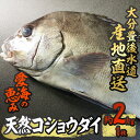 【ふるさと納税】天然 コショウダイ (約2kg・1枚) 直送 産直 漁師 魚 鮮魚 天然 コショウタイ 鯛 白身魚 獲れたて 刺身 寿司 煮つけ 塩焼き 冷蔵 豊後水道 鮮魚 大分県 佐伯市 愛海の恵み【CS08】【 (有)丸昌水産】