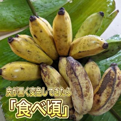 ふるさと納税 本部町 トウメファームが大切に育てた本部町産のアップルバナナ1.5kg〜2.0kg(1房〜2房) |  | 01