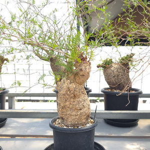 オペルクリカリア・パキプス「塊根植物の王様」(発根管理済) P03 [0426ch]