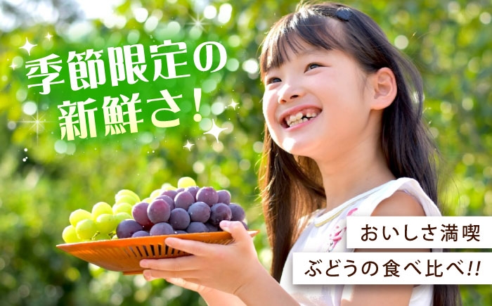 ぶどう食べ比べセット（ニューベリーA・シャインマスカット）