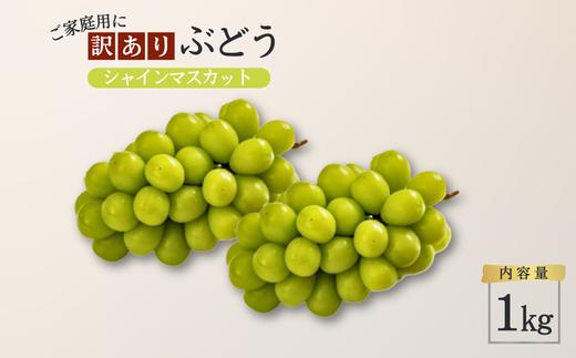 TK19　ぶどう シャインマスカット 【家庭用】 約1kg ／2026年9月中旬～10月初旬頃 配送予定 // 長野県 松川町産 南信州 葡萄 ブドウ 種なし 高品質 2～3房 高糖度 高地栽培 シャインマスカット お試し 訳あり