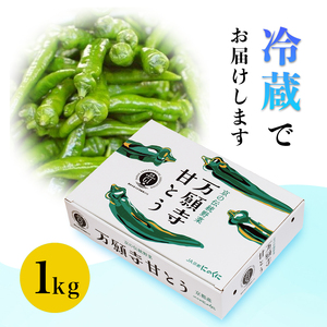 京の伝統野菜 「万願寺甘とう」 秀品 1箱 1kg 甘い！美味い！辛くない！舞鶴発祥京のブランド産品 【2024年夏発送分】 京野菜 伝統野菜 夏野菜 箱入り野菜 野菜1kg 舞鶴産野菜 京都の野菜