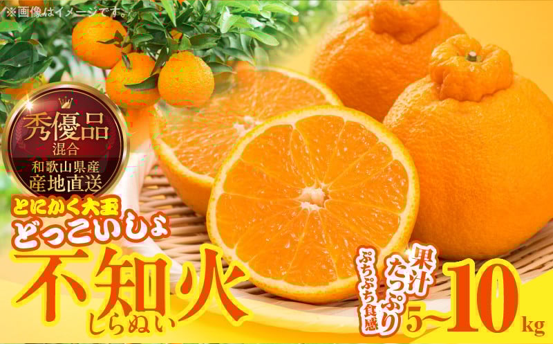 
                  MK1011_不知火 (しらぬい) とにかく大玉 どっこいしょ 箱込 5kg～10kg (内容量約4.4kg～9.2kg)  秀品 優品 混合 和歌山県産 産地直送
                