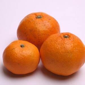 家庭用 有田みかん1kg+250g(傷み補償分)【光センサー選果】【訳あり】【配送不可地域：離島・北海道・沖縄県】【1176701】