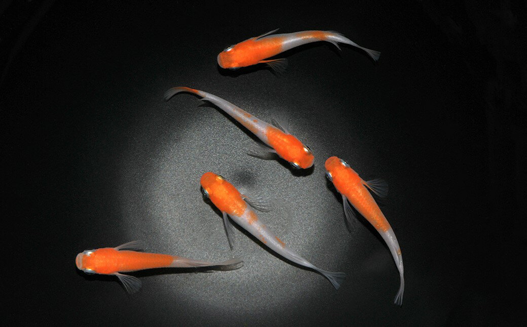 【ふるさと納税】0010-074～0030-005　メダカ「雲州紅白」（1～3ペア）