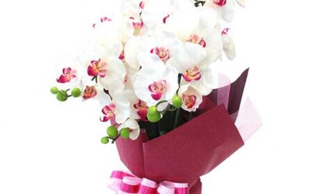 No.829-01 造花 シルクフラワーの胡蝶蘭の鉢植 3本立 CT触媒 ホワイトオーキッド