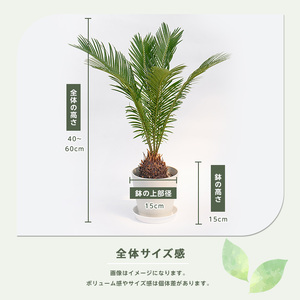 【観葉植物】ソテツ 40cm～60cm (Green Base/IB003-049) 南国鹿児島県で育った 観葉植物