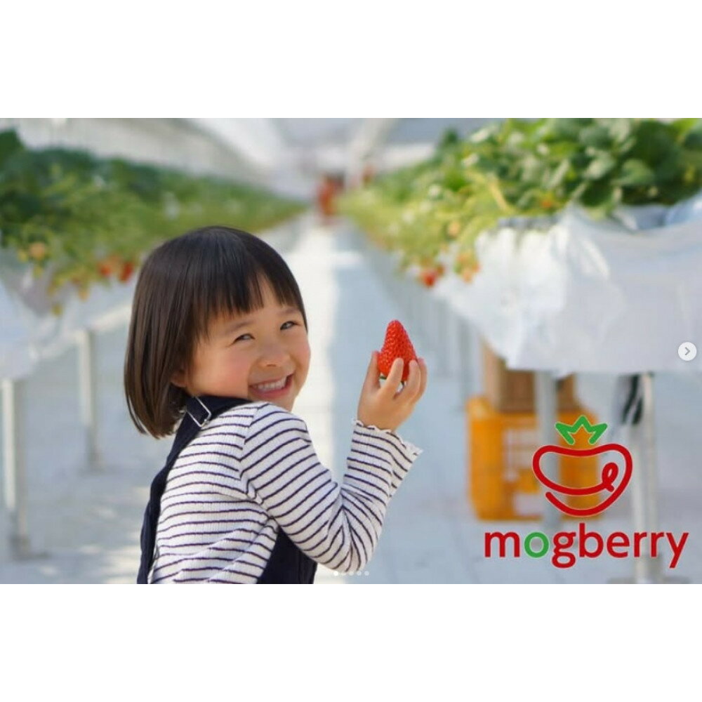 【ふるさと納税】いちご狩りチケット(ひろしまLMO特産品)