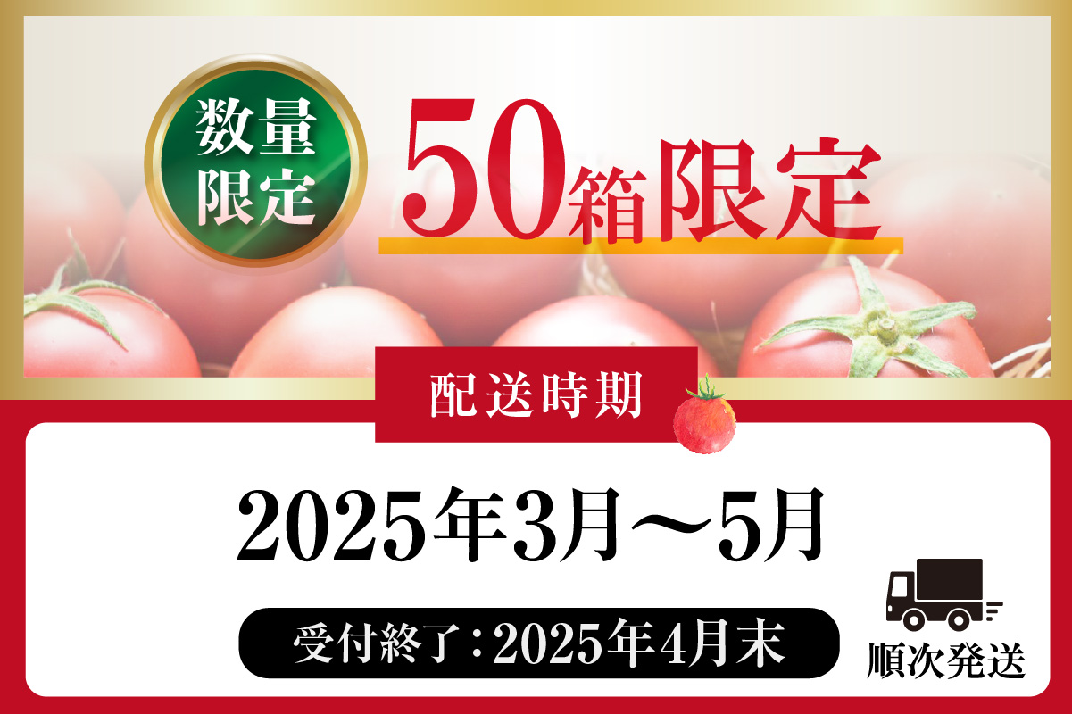 【先行予約】【2025年3月から順次発送】尾州常滑フルーツトマト