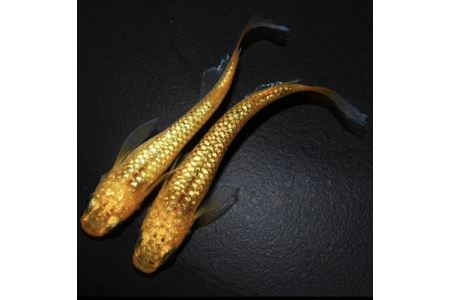 129-3　めだか　レクリス　1ペア