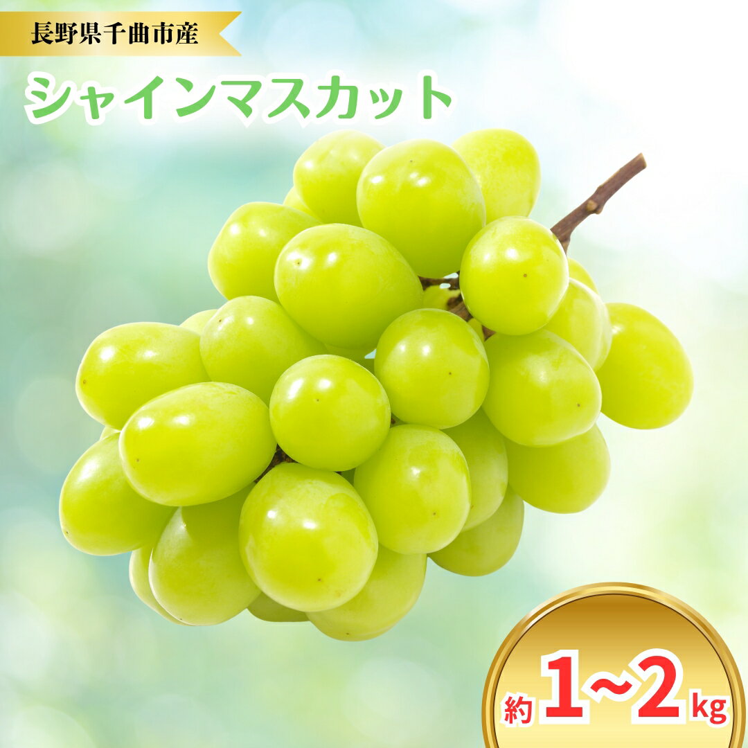 【ふるさと納税】【2026年先行予約】シャインマスカット 約1~2kg｜ぶどう 大粒 白ぶどう 種無し 皮ごと 信州 長野県 千曲市