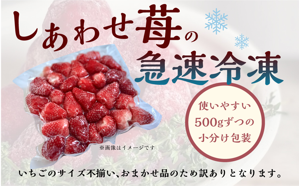 【2026年5月より発送】《 訳あり 》 冷凍いちご 品種おまかせ 3kg (500g × 6p) 簡易梱包 サイズ 不揃い のため 訳あり 訳アリ フルーツ 果物 苺 いちご イチゴ 紅ほっぺ よつ