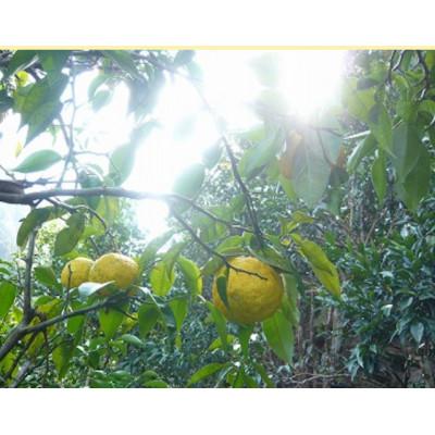 ふるさと納税 南国市 実生ゆずしぼり　300ml×1本 |  | 01