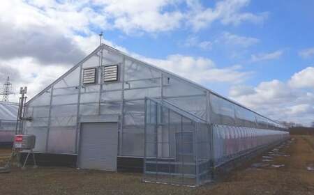 ミニトマト「北海道ルビー」約3kg バラ 野菜 高糖度 北海道 浦臼町 【2025年11月下旬迄発送】