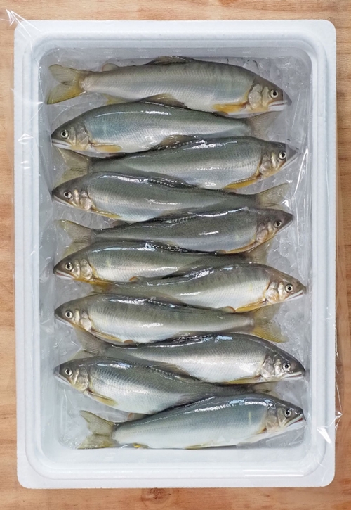 （冷蔵）　鮎　約1kg／大森水産　あゆ　お取り寄せグルメ　川魚　和食　三重県　大台町