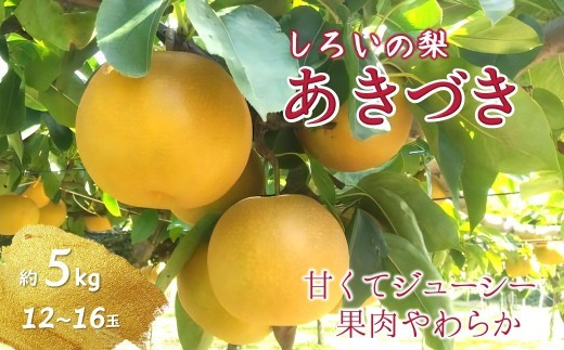 
                  【2026年秋収穫分】梨 あきづき 5kg 12～16玉 しろいの梨 予約受付  白井中央梨選果場組合 梨あきづき 梨 5kg なし ナシ 梨 果肉 果汁 たっぷり 果物 くだもの デザート フルーツ fruit nasi 2026年産 先行予約 旬の果物 旬のフルーツ
                