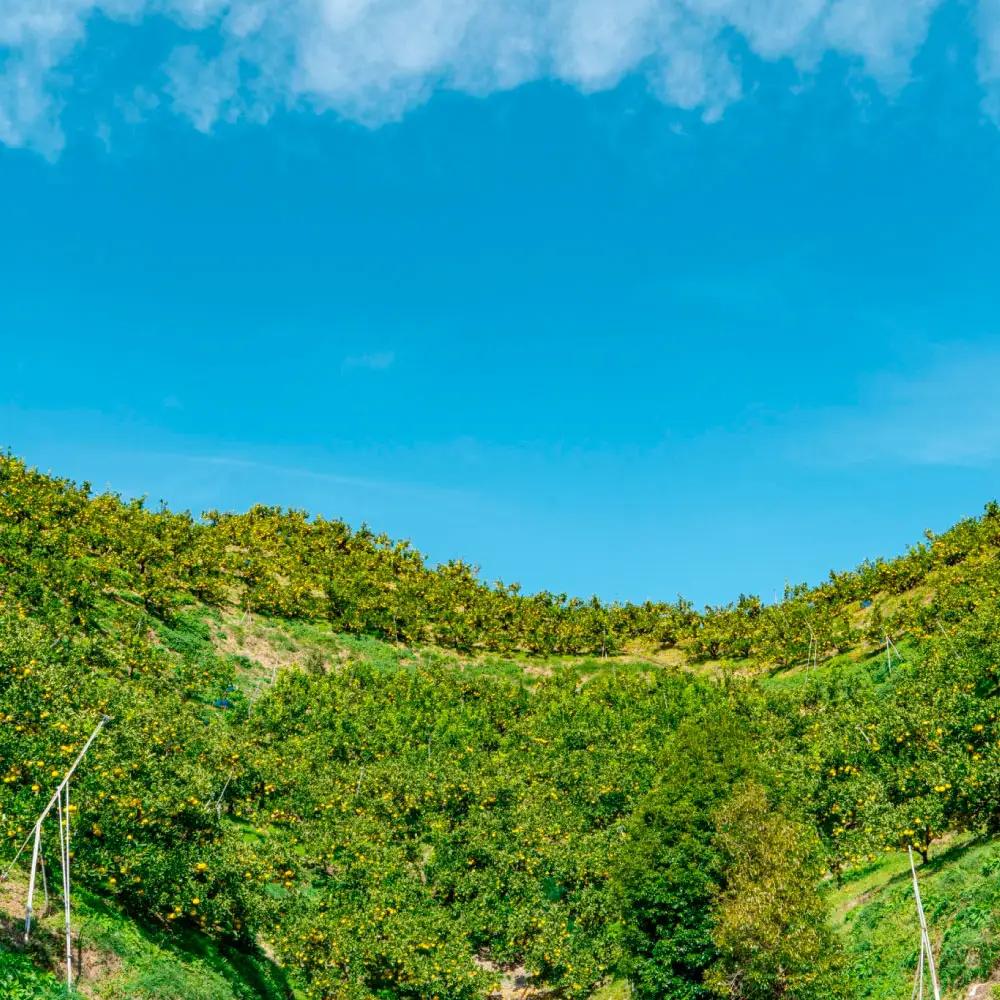 【3回定期便】園主こだわりの土佐文旦　10キロ（18〜24玉） 〈2027年2月・3月・4月発送〉 先行予約 高知県 土佐市【やの一果彩】[BQAC010]