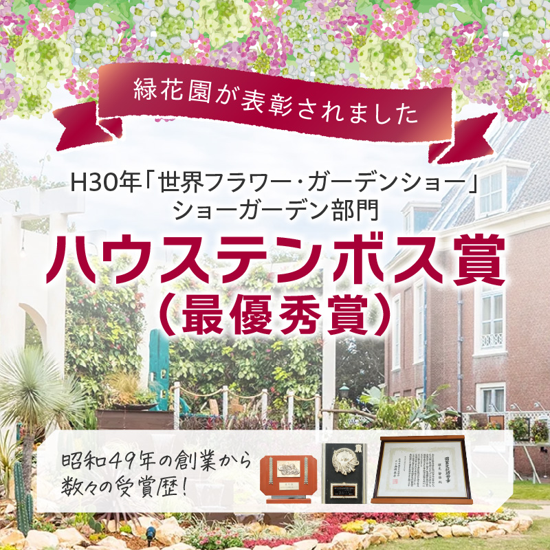 緑の匠が選んだ観葉植物 素敵な空間づくりに 多肉植物3種( 観葉植物 多肉植物 インテリア 植物 贈り物 送料無料 )【B6-038】