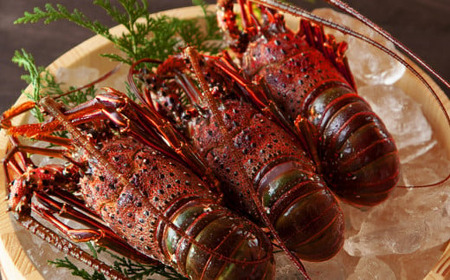 お得な 訳あり！ 刺身 でもうまい！活〆 冷凍 伊勢海老 大満足 の約1kg（2～5尾）えび エビ いせえび イセエビ 高級 鮮魚 海鮮 産地直送 魚介 刺身 焼き物 汁物 ギフト 贈答 贈り物 祝い