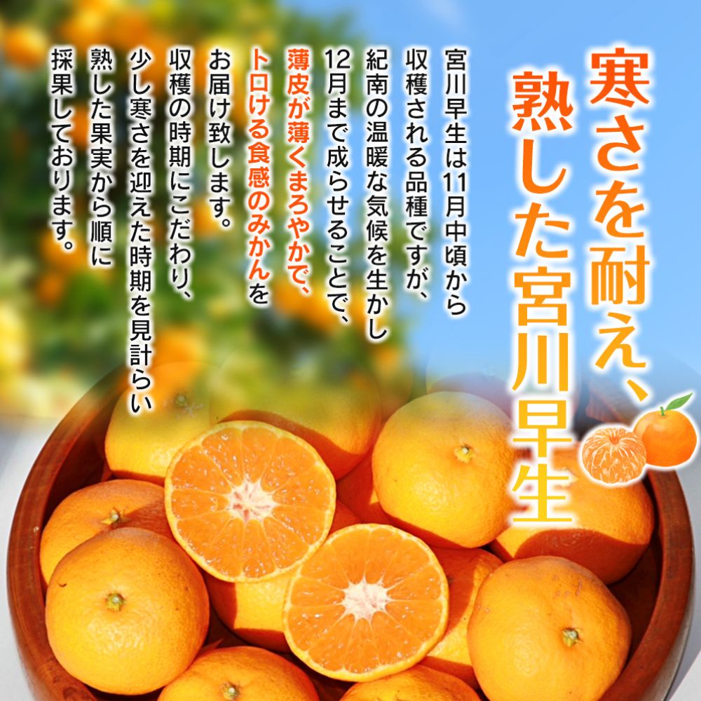 完熟早生みかん　宮川早生５kg※2025年12月から順次発送予定※ 【期間限定・12/20まで】/ 和歌山県 ミカン フルーツ 果物 柑橘 田辺市 【nak006-1】