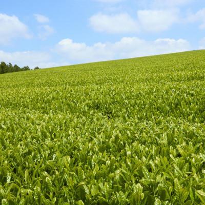 ふるさと納税 佐々町 【農林水産大臣賞受賞】4種丸型お茶詰め合わせ(佐々町) |  | 01