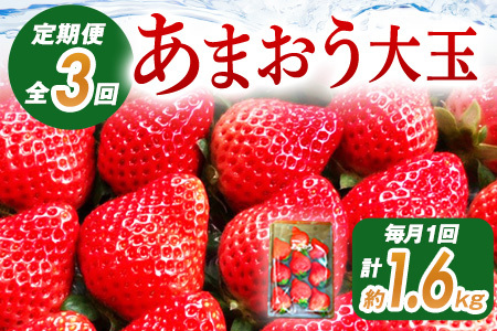 あまおう（大玉）、2パック×3回（1月、2月、3月）定期便（270g/パック）CT001