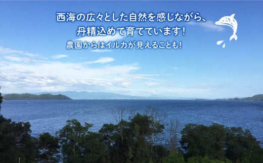 【TVで話題！】【先行予約】青切り シークワーサー 約2kg（110〜150個） ＜広津農園＞ [CBN011]