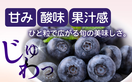 【期間限定】南大隅産 (生) ブルーベリー 食べ比べセット (5品種を1パックずつ) 100g×5P BO-2｜鹿児島県 南大隅町 旬 産地直送 果物 フルーツ くだもの 新鮮 農園 冷蔵 本土最南端