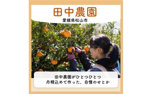 【2027年2月上旬頃から順次発送】せとか 家庭用 約3kg みかん ミカン 柑橘 フルーツ くだもの 果物 青果 果実 人気 甘い ジューシー 産直 産地直送 田中農園