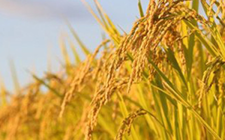 【2025年度産】話題のお米 つや姫（玄米）10kg×全3回 数量限定 ブランド米 こめ ごはん ご飯 食物繊維 F4A-1022