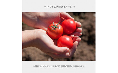 【先行予約】フルーツトマト特選ギフト約1kg ＜2027年1月?発送＞ /  特Aランク トマト フルーツトマト 池トマト 糖度10度以上 高糖度 高知県産 ギフト 箱入り 贈答用 贈り物 健康【池ト